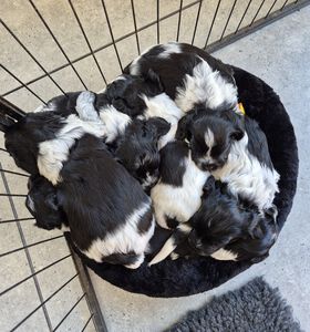 Schapendoes N-nest van de Roeskebeer